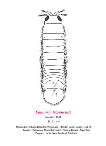 Image of Limnoria tripunctata